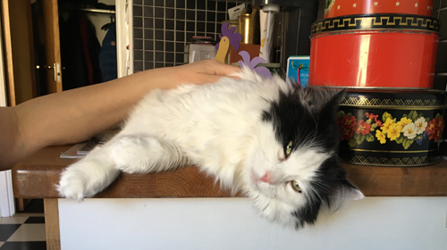 Lucifer på köksbänken blir klappad