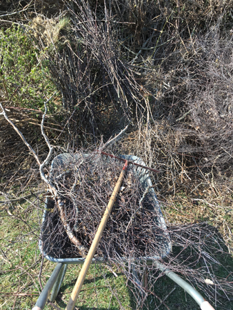 Skottkärra med grenar och kvistar