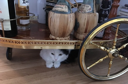 Citrus under drinkvagnen