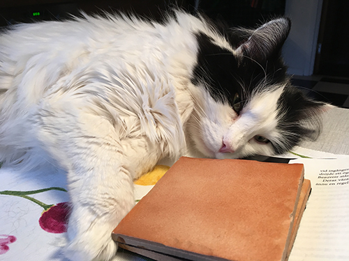 Lucifer ligger nära boken på köksbordet