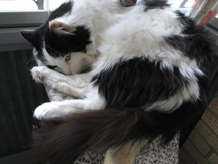 Lucifer ligger på klätterställningen på balkongen