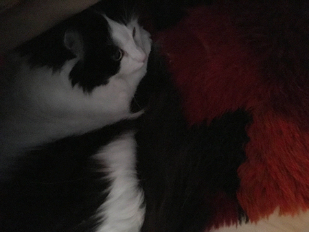 Lucifer på pappas rya under leopardfilten o farfarsfåtöljen