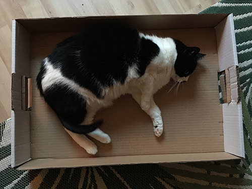 Mini sover i kakkartong