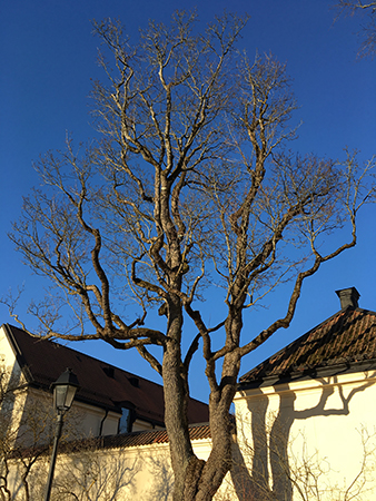 Blå himmel träd gult hus