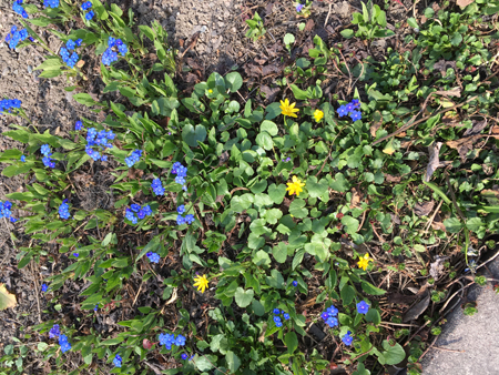 Blå och gula blommor