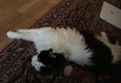 Lucifer utsträckt på vardagsrumsmattan