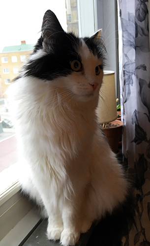 Lucifer i köksfönstret