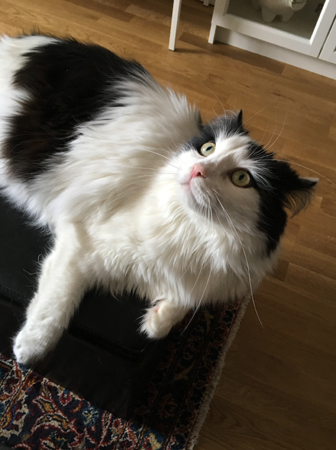 Lucifer har fått syn på något