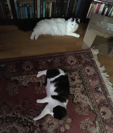 Citrus och Mini utmattade