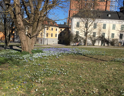 Universitetsparken vår
