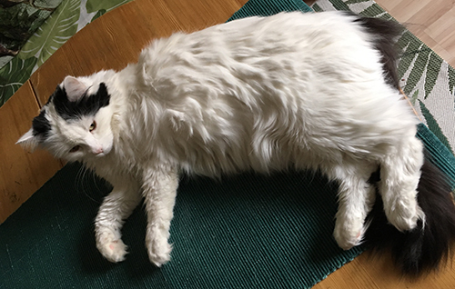 Citrus ligger på duken på Annas köksbord