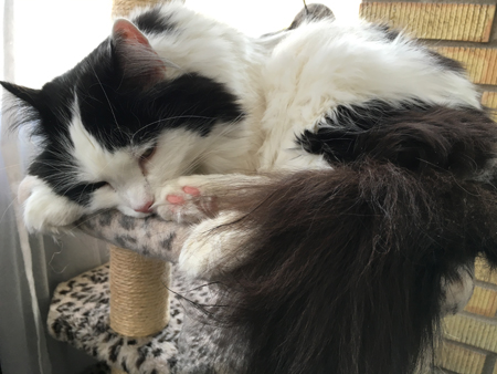 Lucifer på klätterpelaren