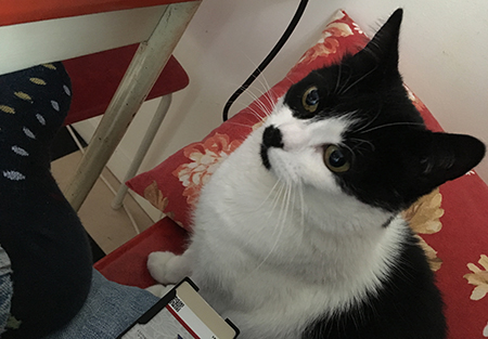 Mini frukostsällskap