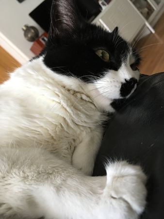 Mini på armstödet till min fåtölj