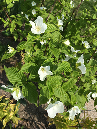 Vita blommor Botaniska 22 maj 2019