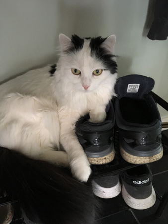 Citrus med tassen i min sko