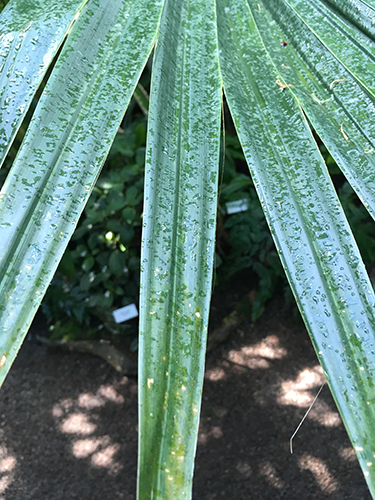 Grön växt med våta blad närbild Tropiska växthuset 22 maj 2019