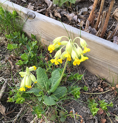 Gullviva utanför hallonlandet