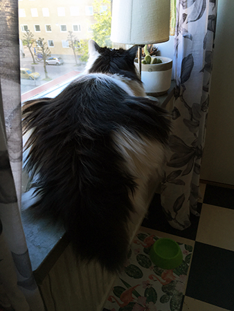 Lucifer i köksfönstret