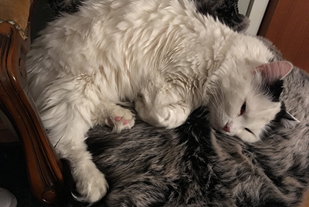 Citrus halvsover på hallstolen