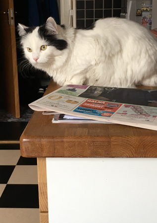 Citrus på köksbänken