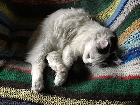 Citrus sover i skrivbordsstolen