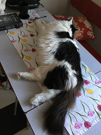 Lucifer ligger över hela köksbordet