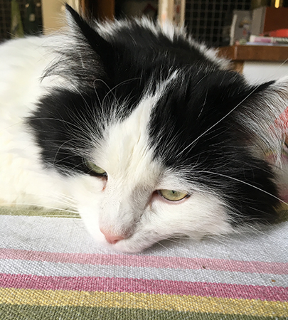 Lucifer på köksbordet ledsen