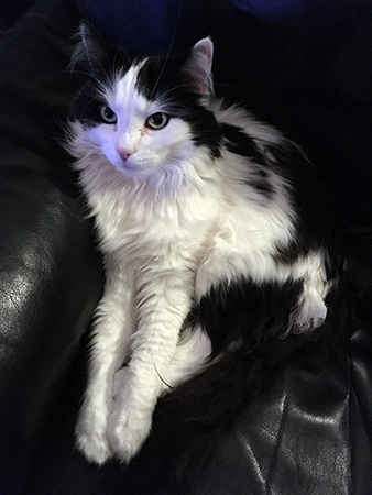 Lucifer tittar på TV i bästefåtöljen