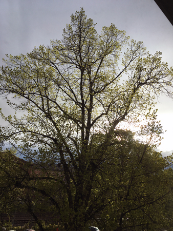 Träd och grå himmel