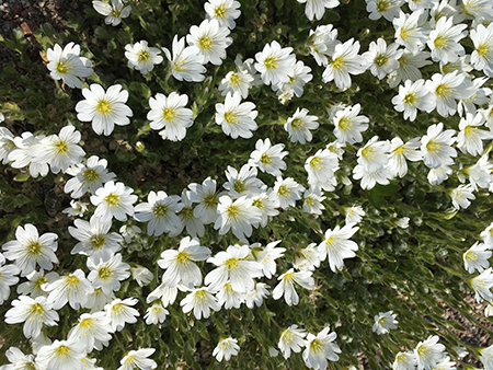 Vita blommor Botaniska 22 maj 2019