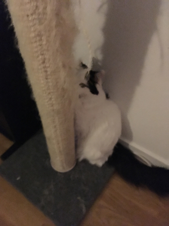 Citrus vid klöspelaren