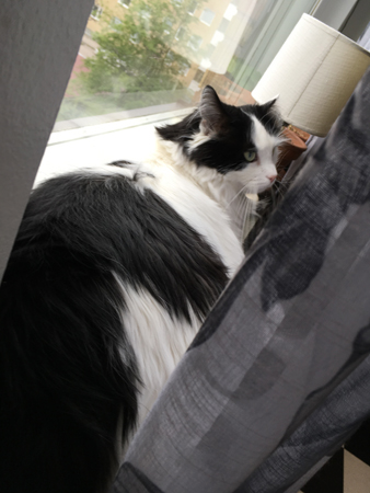 Lucifer i köksfönstret