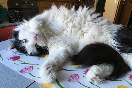 Lucifer på rygg på köksbordet