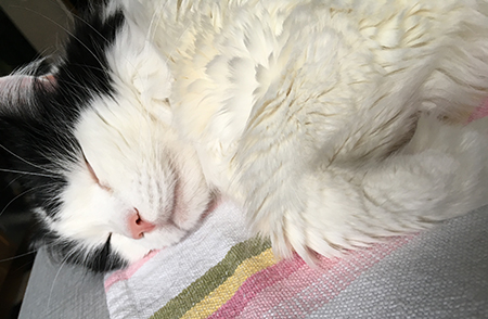 Lucifer sover på köksbordet