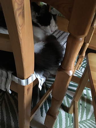 Lucifer sover på stol under As köksbord