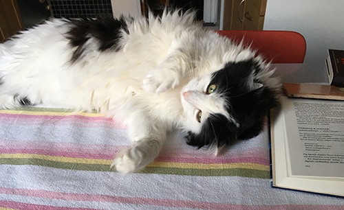 Lucifer sträcker ut sig på köksbordet