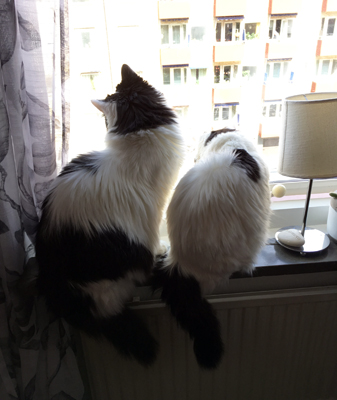 Fönsterkatterna Lucifer och Citrus