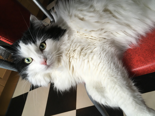 Lucifer hänger på köksstolen