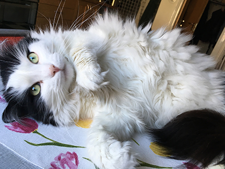 Lucifer på köksbordet med tassen uppe