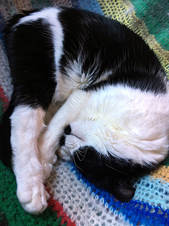 Mini sover i skrivbordsstolen