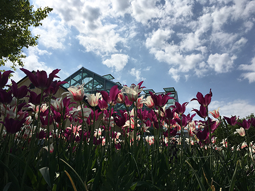 Tulpaner och Tropiska växthusets tak Botaniska 22 maj 2019