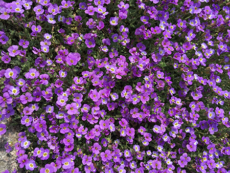Lila blommor Botaniska trädgården 22 maj 2019