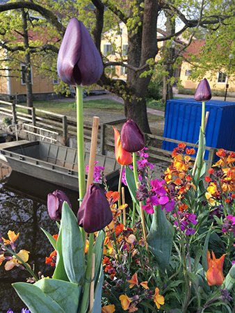 Lila tulpaner m fl blommor