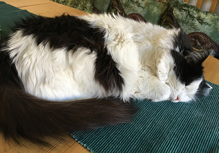 Lucifer sover på Annas köksbord