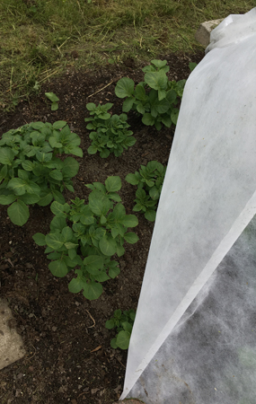 Potatis på gång maj 2019