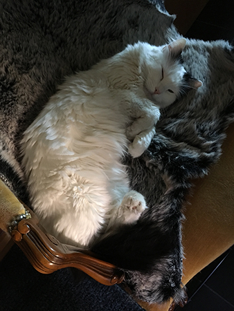 Citrus halvsover på stolen i hallen