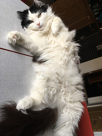 Lucifer på rygg på köksbordet