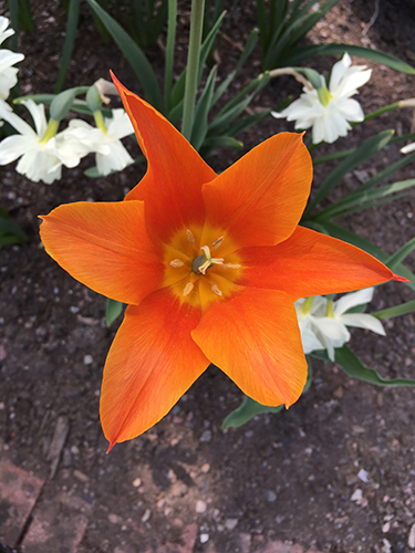 Orange tulpan Botaniska trädgården 22 maj 2019