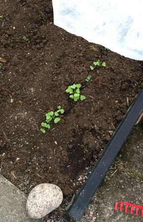 Rädisor på gång maj 2019